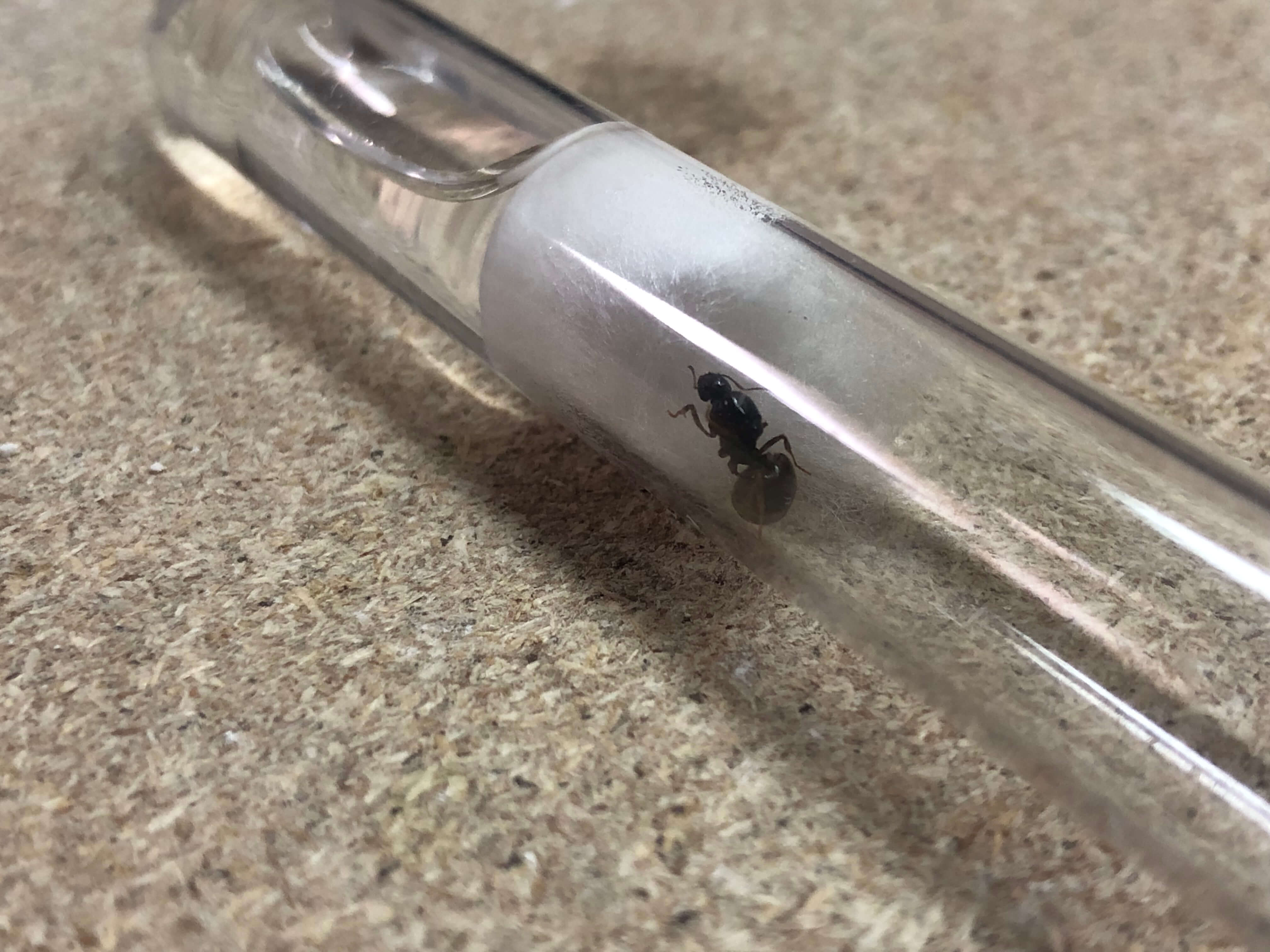 Aphaenogaster dulcineae