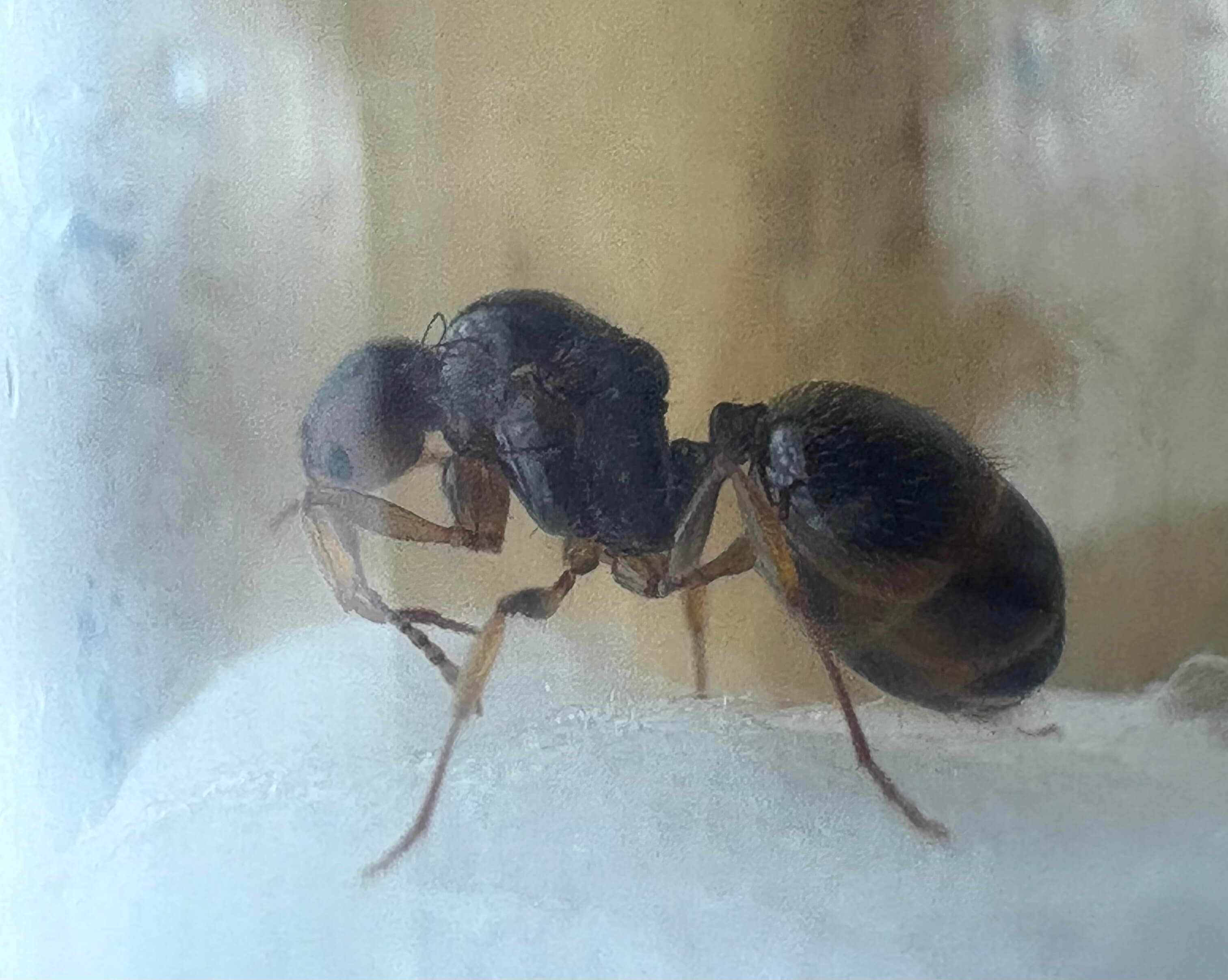 Aphaenogaster subterranea