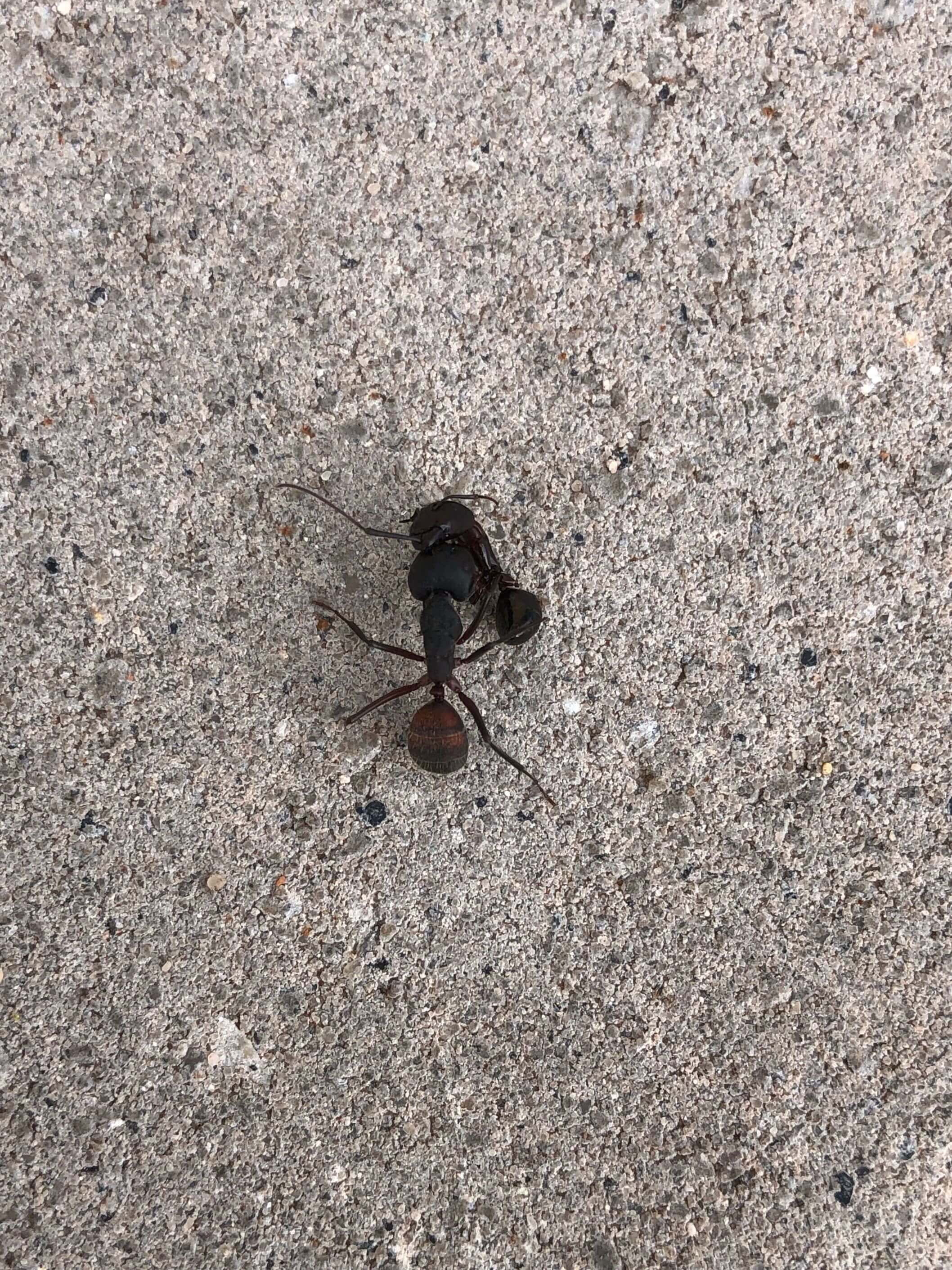 Camponotus cruentatus