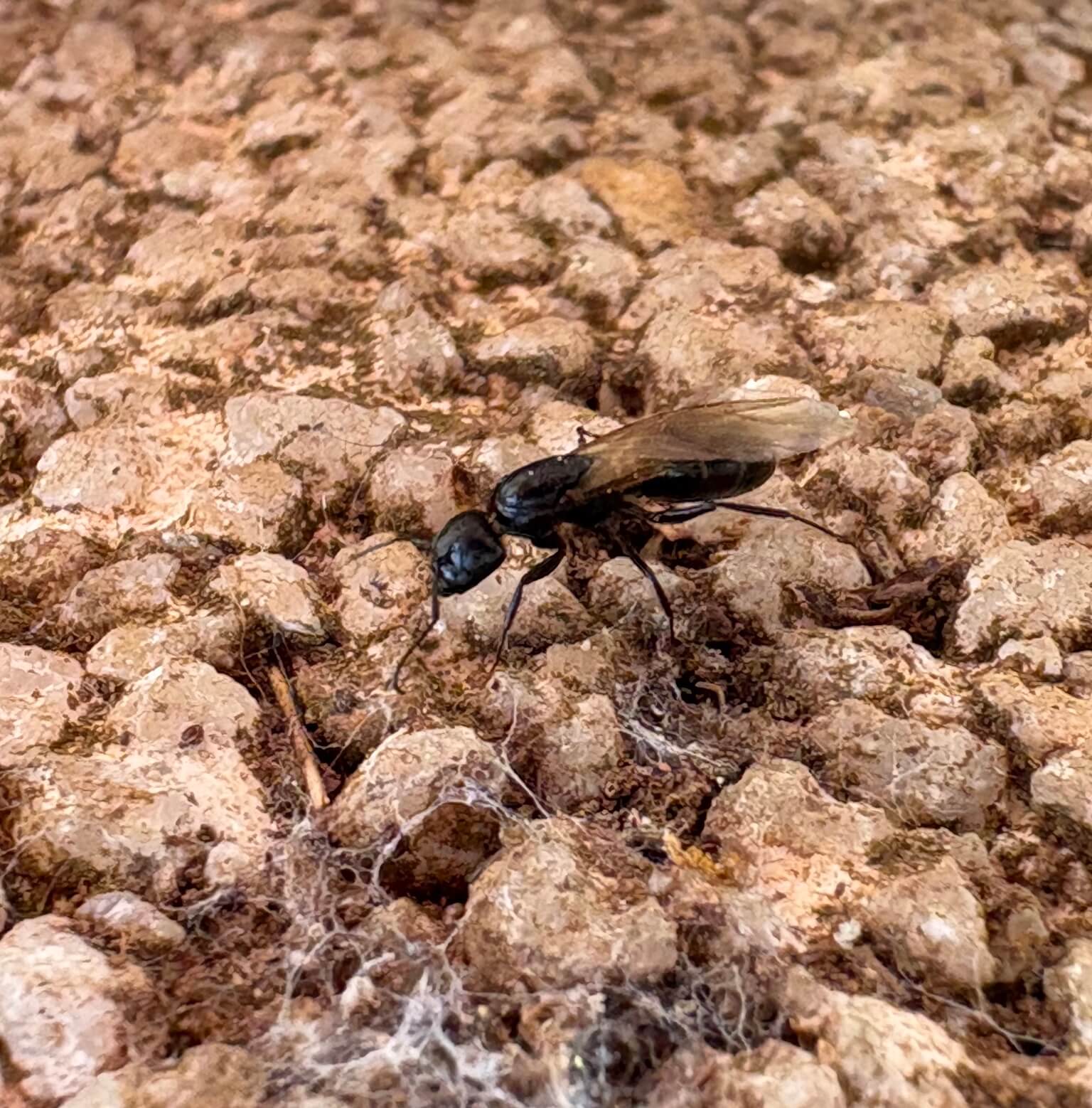 Camponotus fallax
