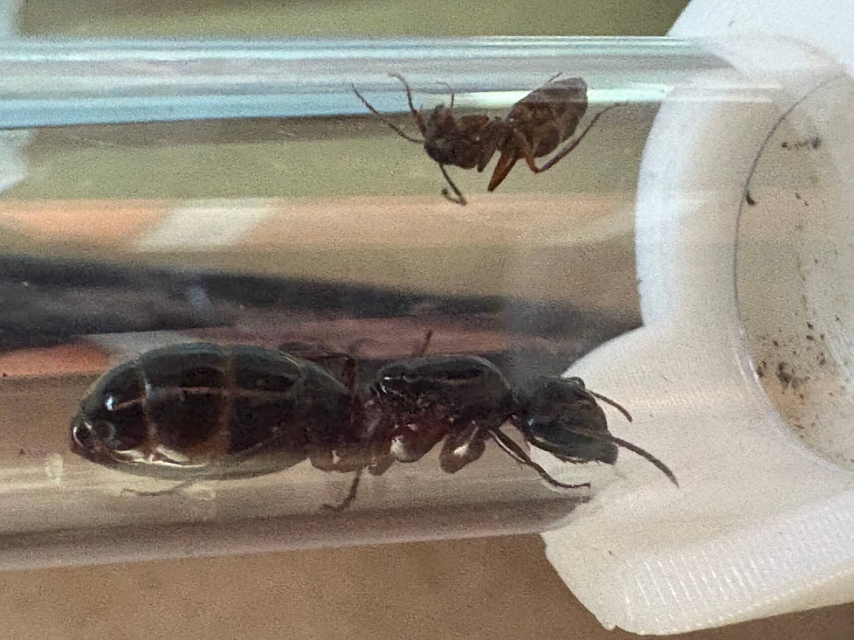 Camponotus herculeanus