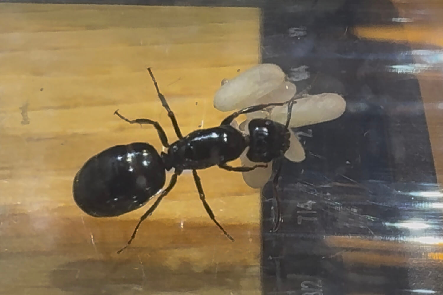 Camponotus lateralis