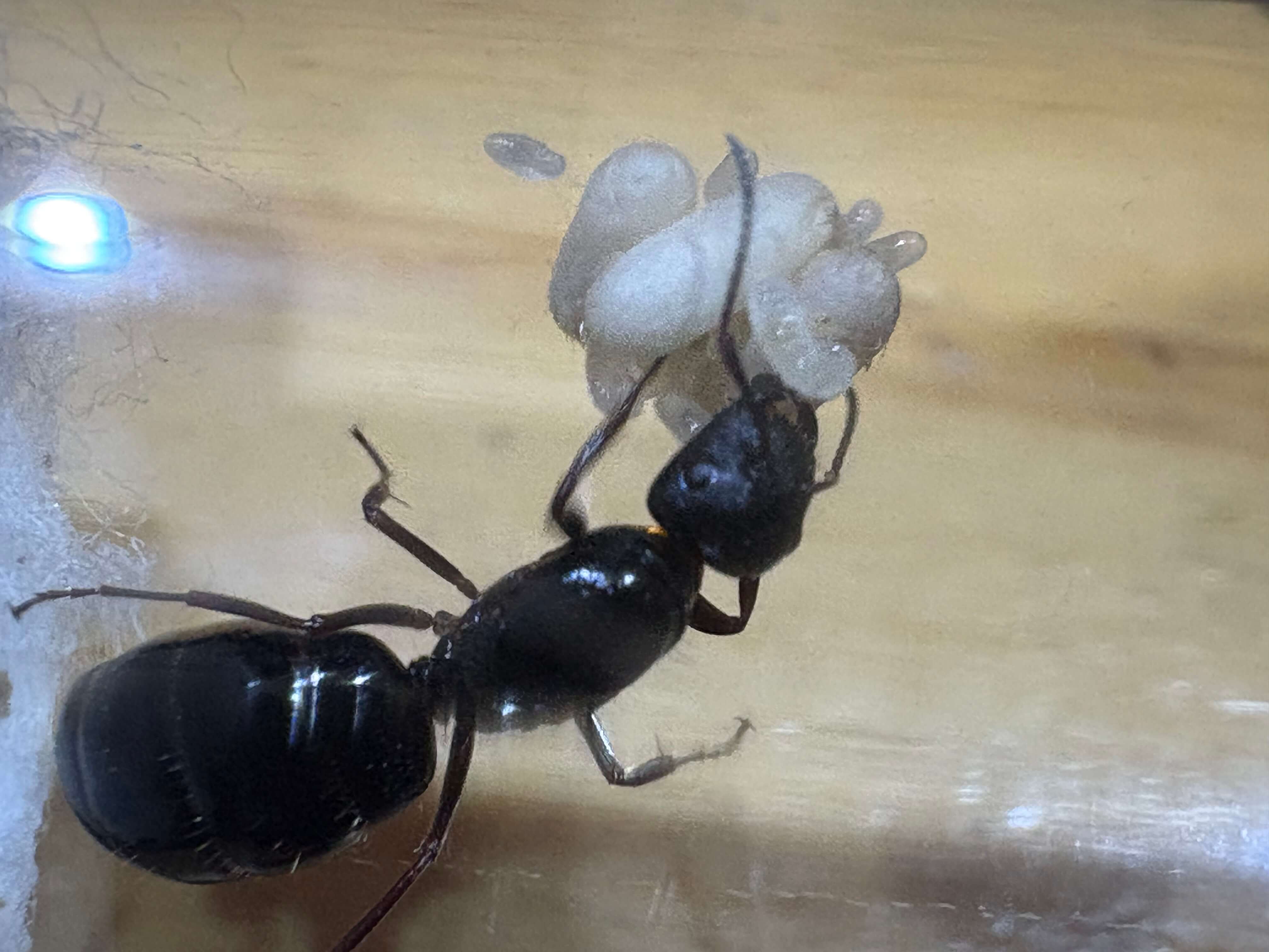 Camponotus piceus