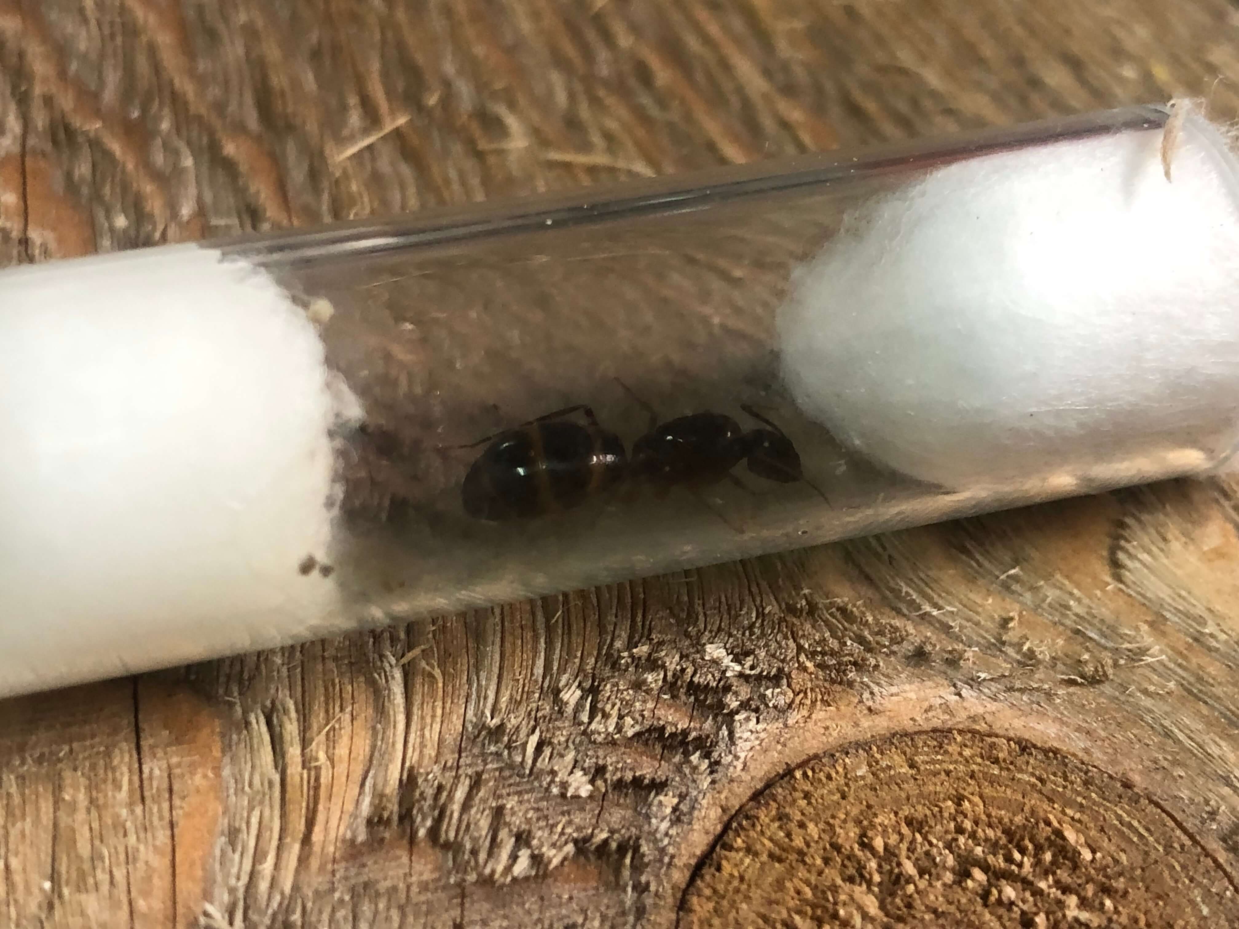 Camponotus pilicornis