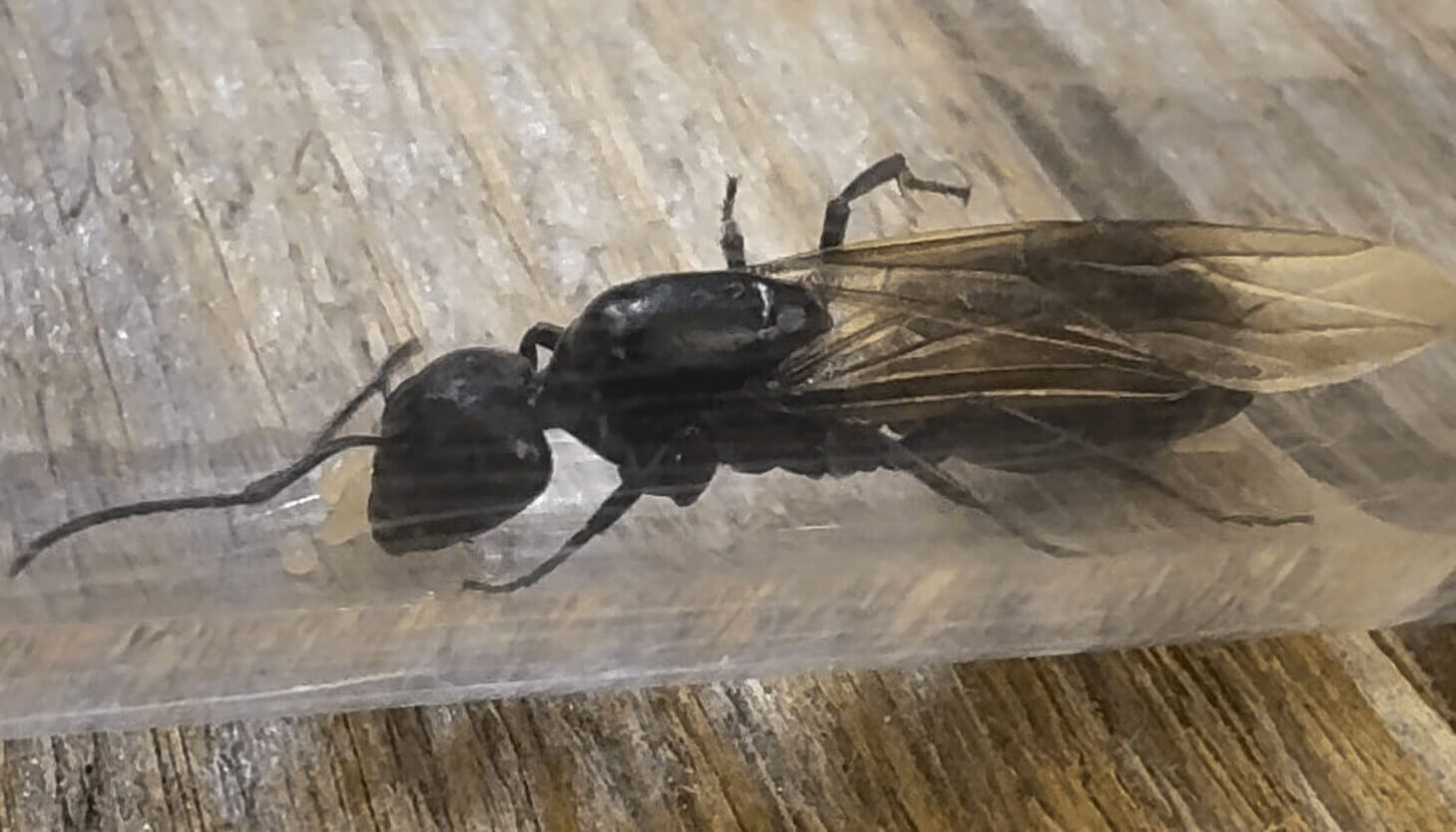 Camponotus vagus