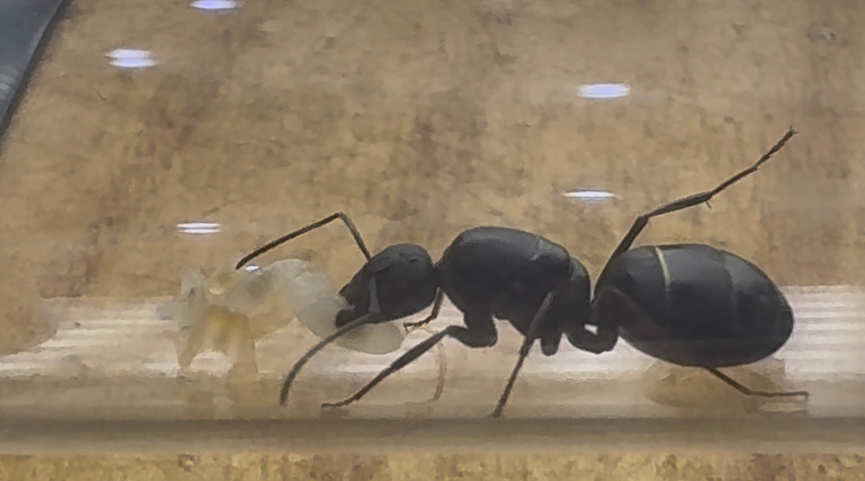 Camponotus micans
