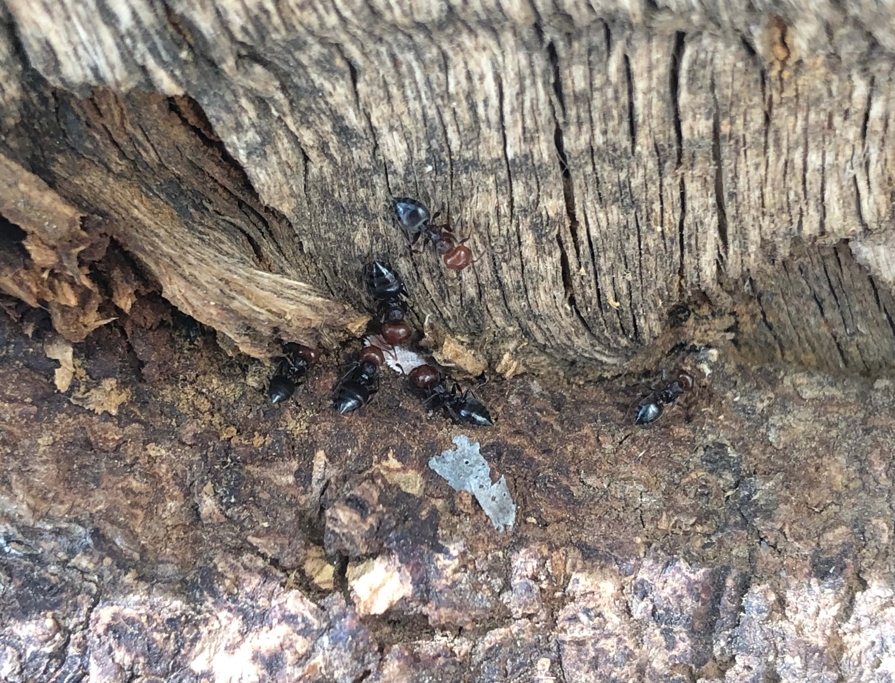 Crematogaster scutellaris