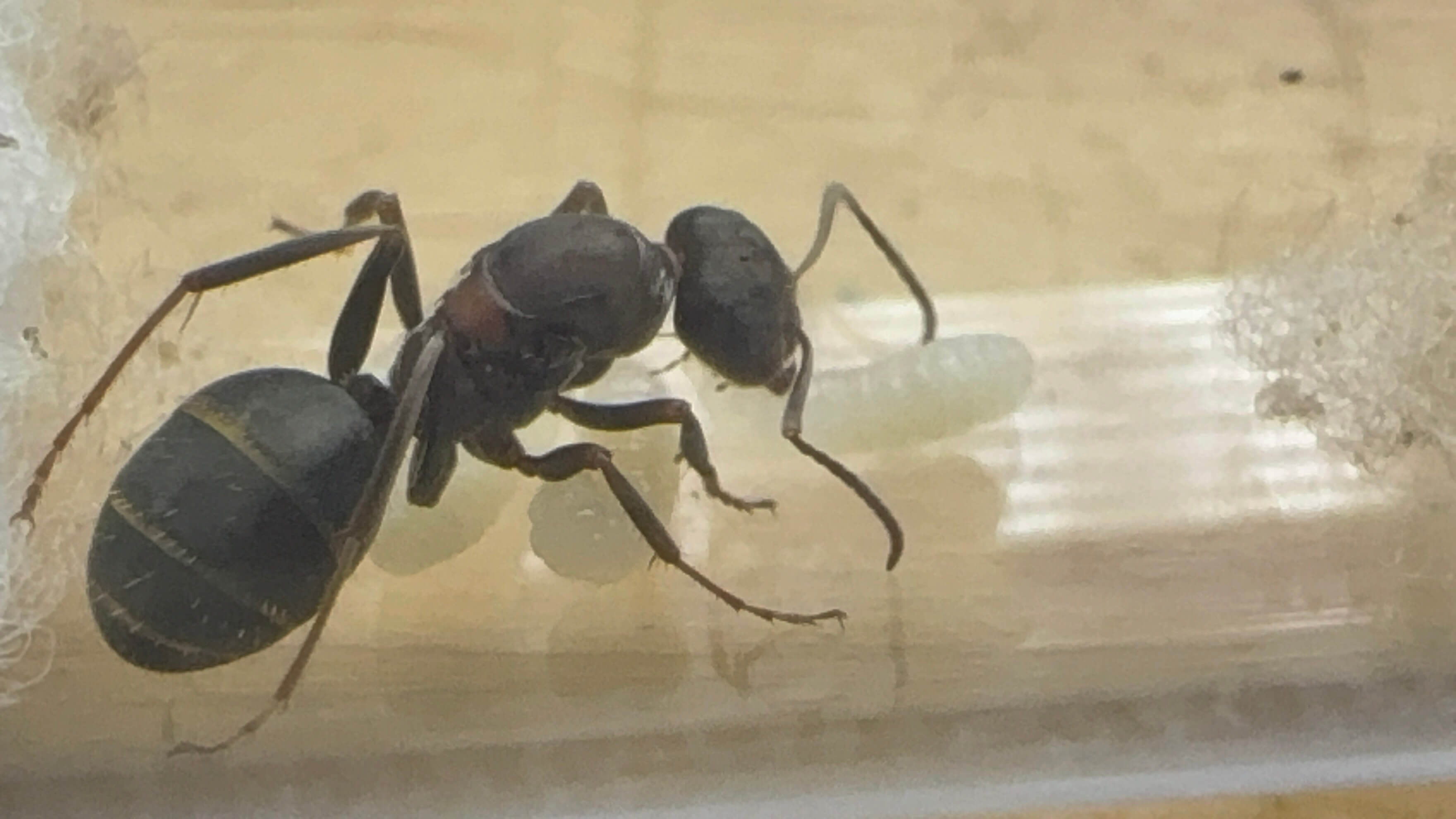 Iberoformica subrufa