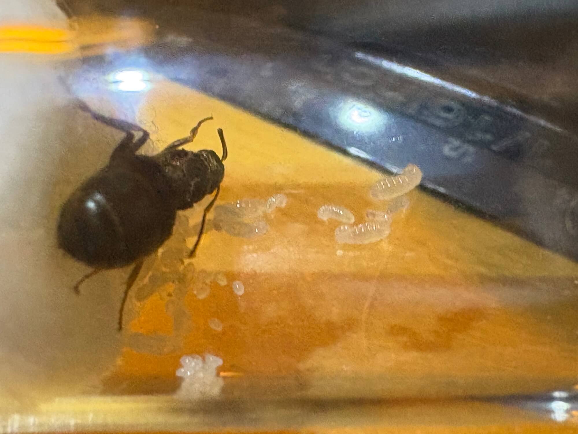 Lasius grandis