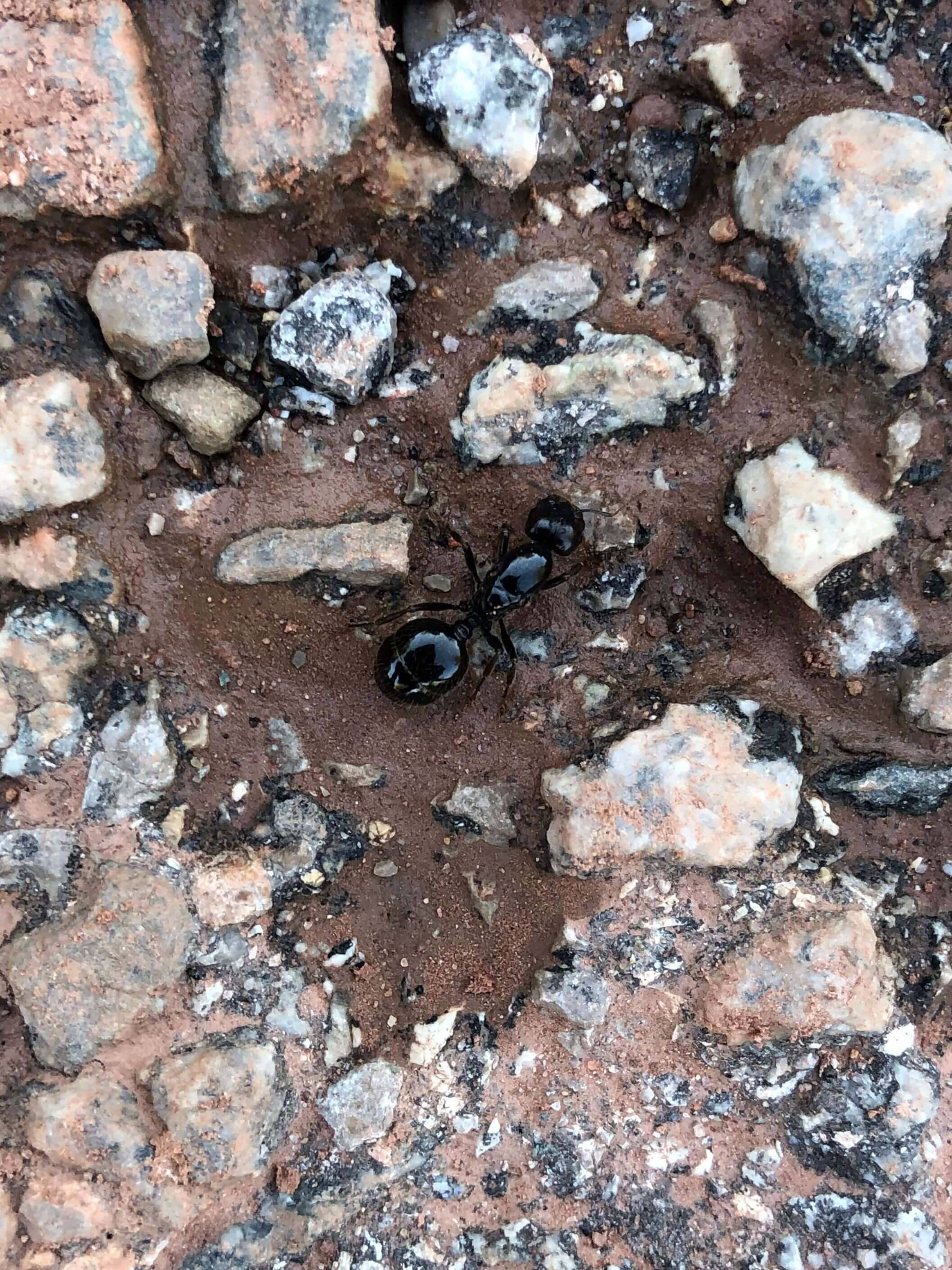 Messor barbarus