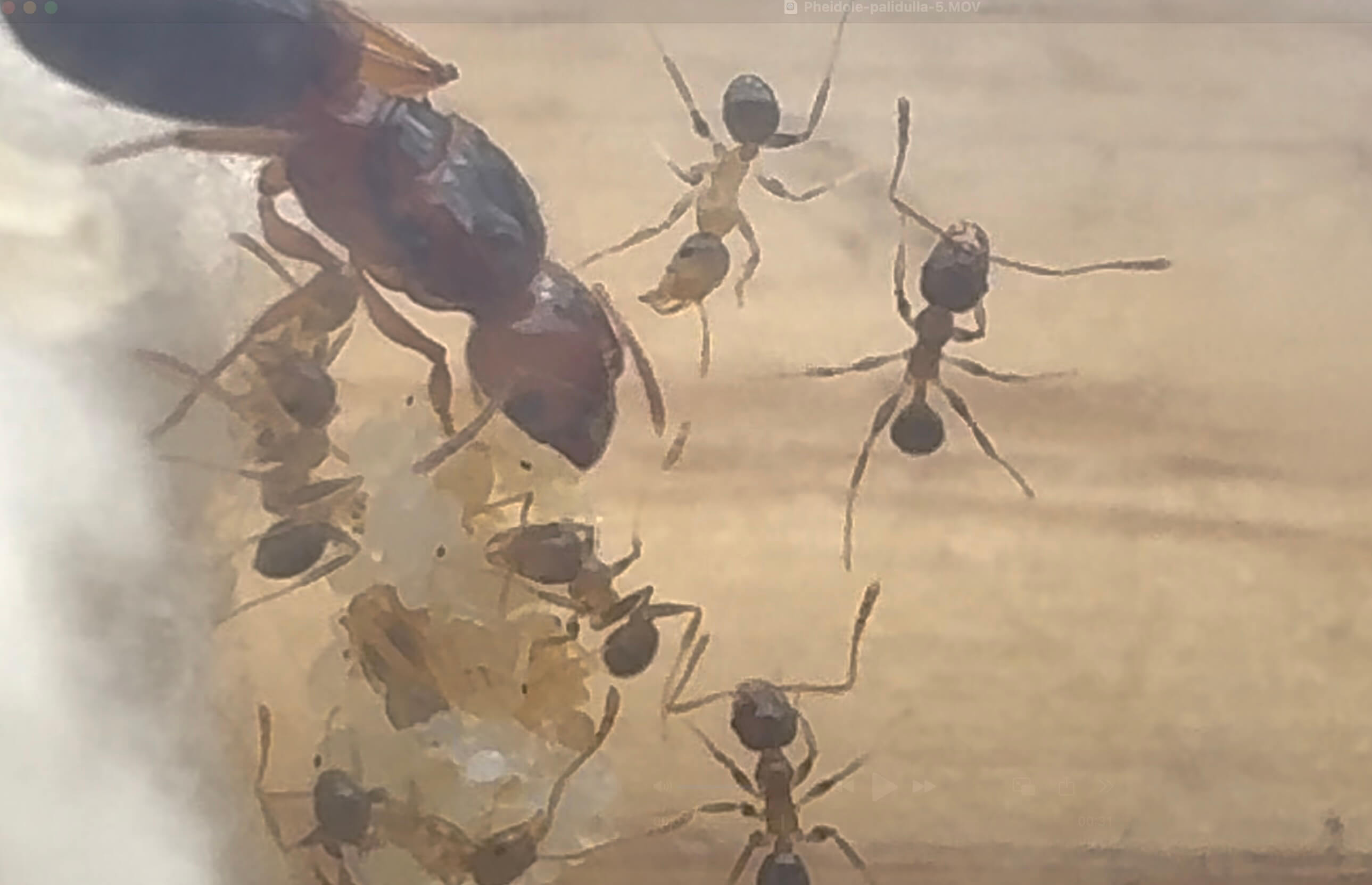 Pheidole pallidula
