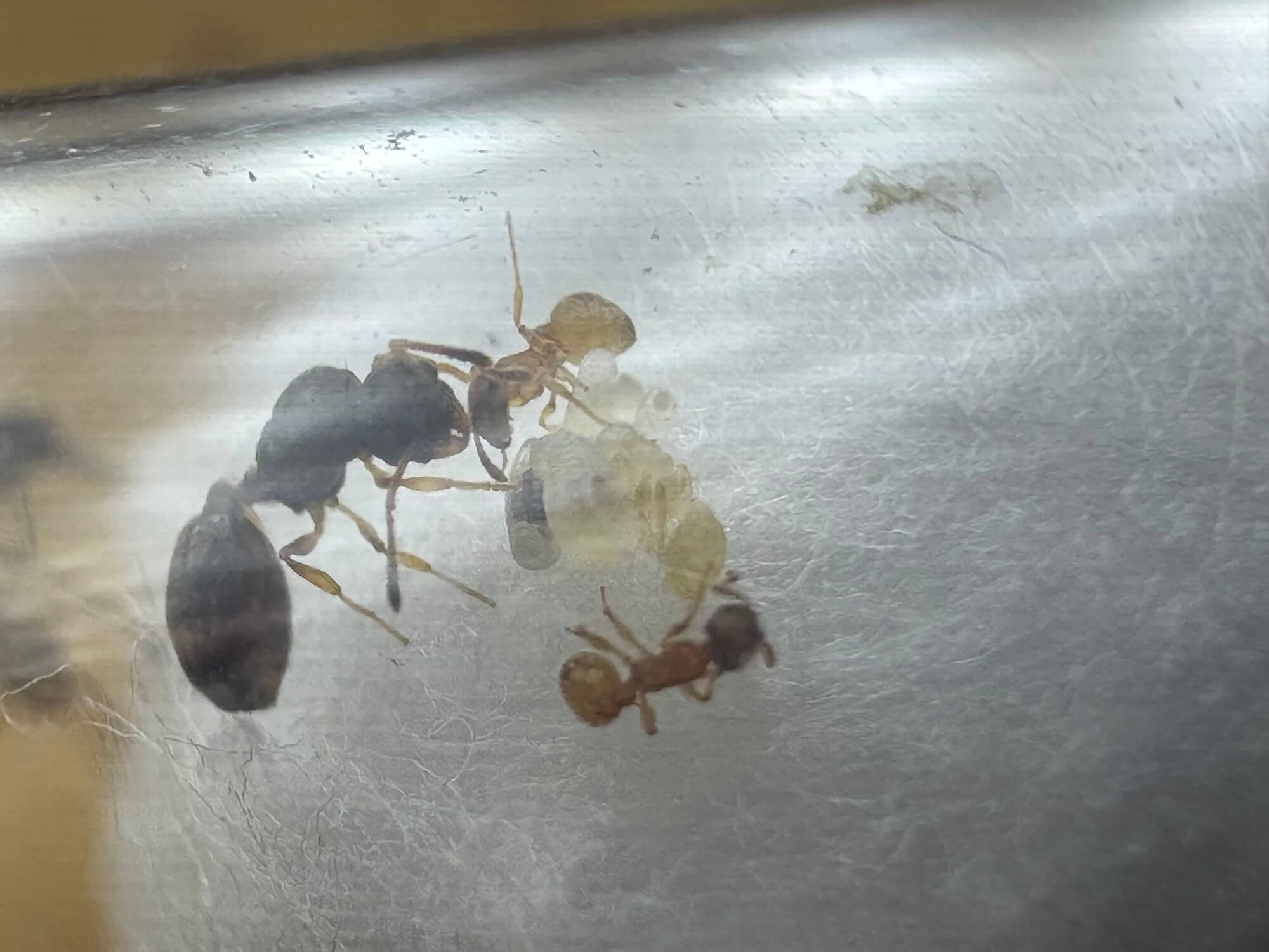 Temnothorax tuberum