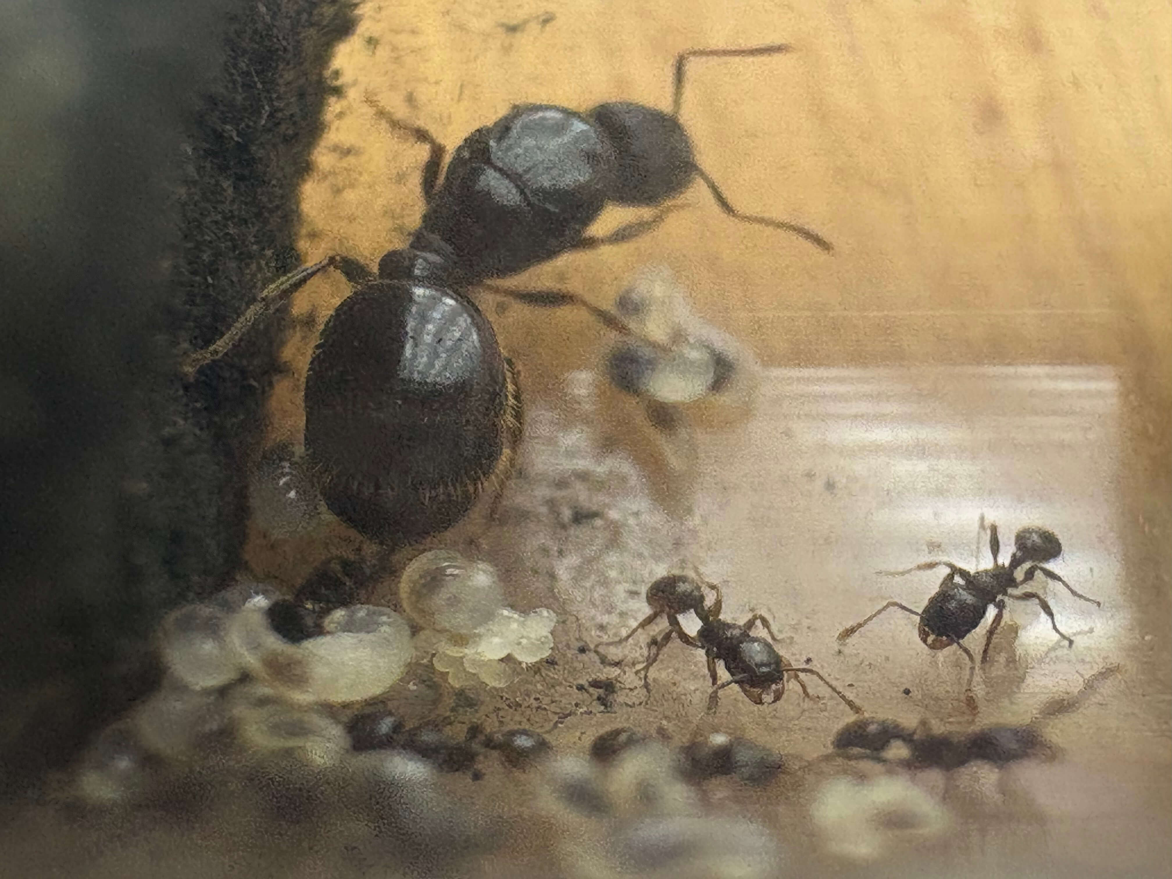 Tetramorium alpestre